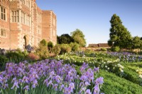 Le West Garden à Doddington Hall près de Lincoln en mai où un parterre de buis est plein d'iris barbus dont Iris 'Topolino'