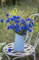 Centurea cyanus - Bleuets arrangés avec des herbes sauvages dans un pot en émail bleu sur une chaise