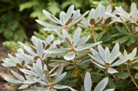 Indumentum blanc sur le feuillage du Rhododendron 'Glendoick Silver'