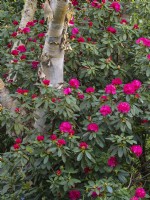 Rhododendron arboreum et Betula papyrifera Bouleau à papier
