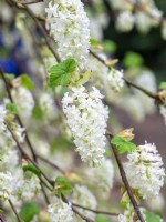 Ribes sanguineum Somerset White - Courant de floraison blanche