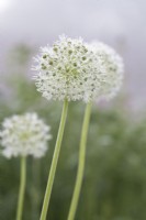 Allium blanc