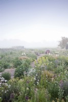 Vue matinale brumeuse sur fin mai Plantation de vivaces. Grêlon grêlon Gloucestershire.