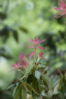 Pieris formosa var. forrestii 'Wakehurst' nouvelle croissance des feuilles au printemps