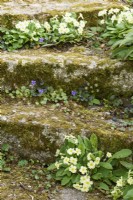 Primevères et violettes auto-ensemencées en mars