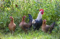 Welsummer Chickens trois poules avec cockeral