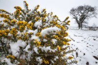 Ulex europaeus - Ajonc commun couvert de neige