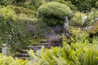 Une profusion de fougères devant un escalier en pierre menant à un jardin de style cottage. La maison du jardin, Yelverton, Devon. Été.