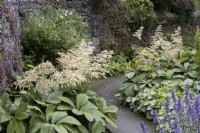 Rodgersia pinnata Elegans, fleurs et feuillages de chaque côté d'un chemin incurvé avec un mur de pierre derrière. La maison du jardin, Yelverton, Devon. Été.