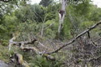 Dommages causés par la tempête aux tilleuls. Arbres et branches tombés. La maison du jardin, Yelverton, Devon. Été.