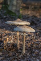 Fructifications des champignons Macrolepiota procera en automne - septembre