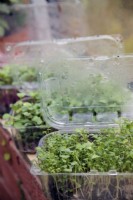 Cultiver des salades de rebord de fenêtre dans des barquettes de fruits rouges réutilisées - Cresson - Lepidium sativum et Radis - Raphanus sativus