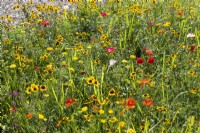 Prairie fleurie, été juillet