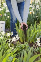 Femme ajoutant du compost aux iris pour favoriser les meilleures conditions de croissance.
