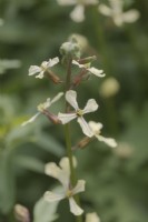 Eruca sativa - Les fleurs de roquette sont comestibles