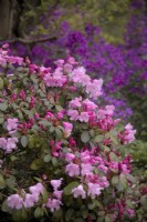 Rhododendron Bow Bells Group avec honnêteté - Lunaria annua