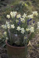 Muscari armeniacum, Puschkinia libanotica et Narcissus 'Voilier' poussant dans des tuyaux en pots