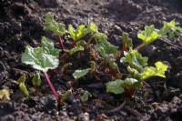 Rheum x hybridum Rhubarbe 'Grandad's Favorite' en février