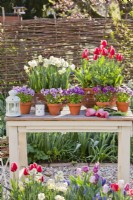 Arrangement extérieur avec des tulipes en pot, des jonquilles et des pensées.