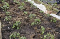 Fleece - tiré ici pour montrer la culture - utilisé pour fournir un habitat de croissance chaud pour les plants de tomates - Solanum lycopersicum