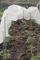 Cloche polaire utilisée pour fournir un habitat de croissance chaud pour les plants de tomates - Solanum lycopersicum