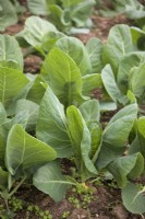 Brassica oleracea Capitata 'Dutchman' - culture de chou de printemps