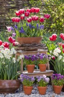 Aménagement extérieur avec pots plantés de jonquilles, tulipes, pensées et muscari.