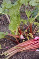 Rhubarbe forcée dans un baril en plastique coupé - Rheum x hybridum 'Timperley Early' baril retiré et récolte montrée à partir d'une seule plante fin mars