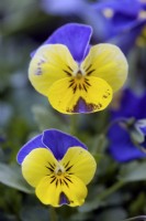 Mélange hybride Viola cornuta