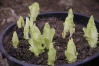 Chicorée - Cichorium intybus 'Totem' forcée pour la récolte de salade en excluant la lumière et prête à être récoltée