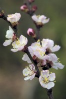 Abricot Prunus armeniaca Flavorcot blossom