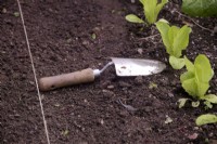Utilisation d'une truelle à main de jardin comme mesure d'espacement des rangées de légumes alignés