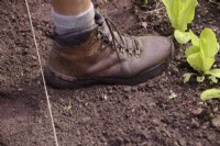 Utilisation d'une botte de jardinier comme mesure pour une ligne de jardin et l'espacement des rangées de légumes