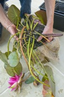 Replanter un nénuphar dans un pot couvert de toile de jute