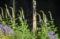 Digitalis purpurea alba par clôture noire plantant des arbres plissés.