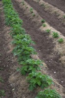 Pommes de terre - Solanum tuberosum poussant sur un allotissement et paillé avec de l'herbe coupée