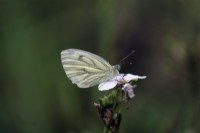 Papillon blanc veiné de vert - Pieris napi