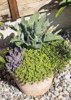 Cache-pot avec plantes succulentes, été août