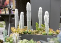 Mélange de plantes succulentes et de cactus en pot, été juillet