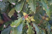 Chêne sessile - Quercus petraea
