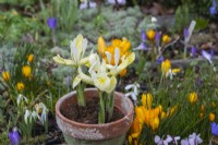 Iris histrioides 'Katharine's Gold', un iris reticulata, un bulbe à floraison hivernale, en janvier et février