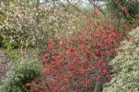 Chaenomeles speciosa, coing japonais, un arbuste épineux, à feuilles caduques, à large diffusion avec des grappes de jolies fleurs au printemps.