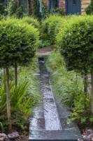 Un ruisseau contemporain descend le jardin de devant, flanqué d'étalons de troènes, Ligustrum delavayii, entrecoupés de touffes basses de Carex 'Ribbon Falls'.