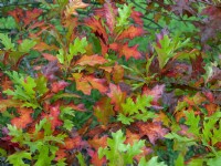 Quercus texana - Feuilles de chêne rouge du Texas en automne