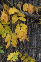 Wisteria floribunda George F Wilson - Feuillage de glycine en automne