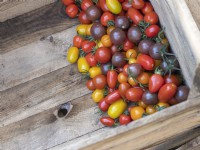 Récolte de tomates multicolores en boîte