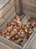 Récolte d'oignons et d'échalotes en caisse