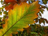 Quercus dentata Carl Ferris Miller en automne