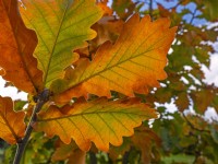 Quercus dentata Carl Ferris Miller en automne