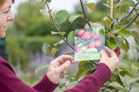 Femme retirant l'étiquette du Malus 'Neville Copeman' - Pomme sauvage
